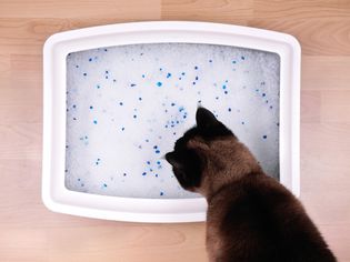 小猫便秘导致猫砂盒空