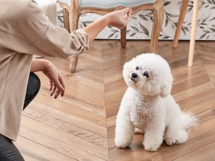 训练比熊犬坐坐