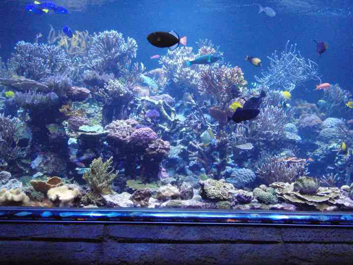 盐水水族馆