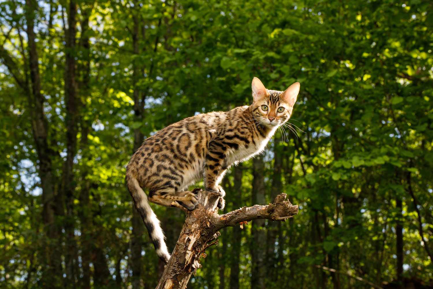孟加拉猫在户外