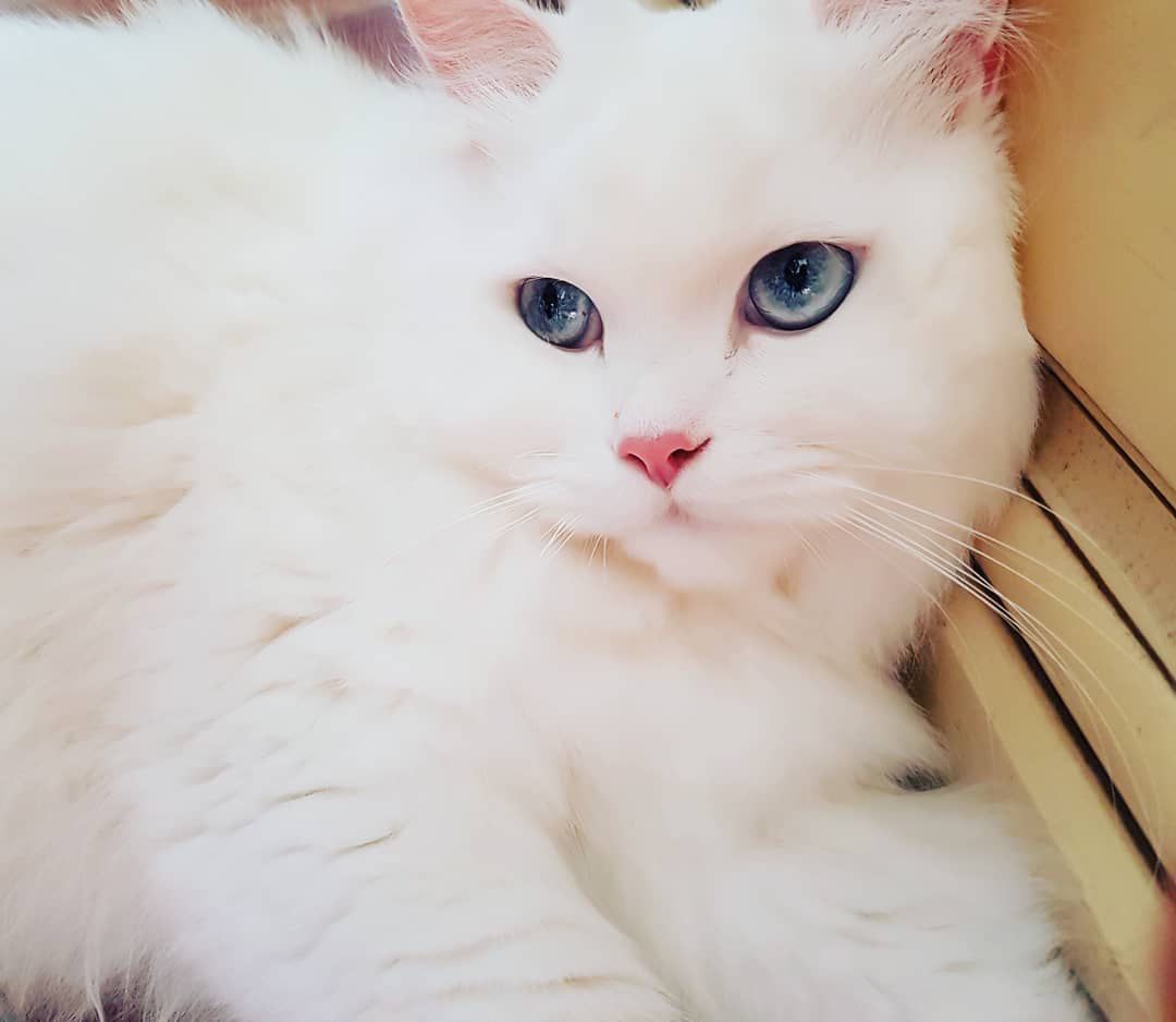 波斯猫
