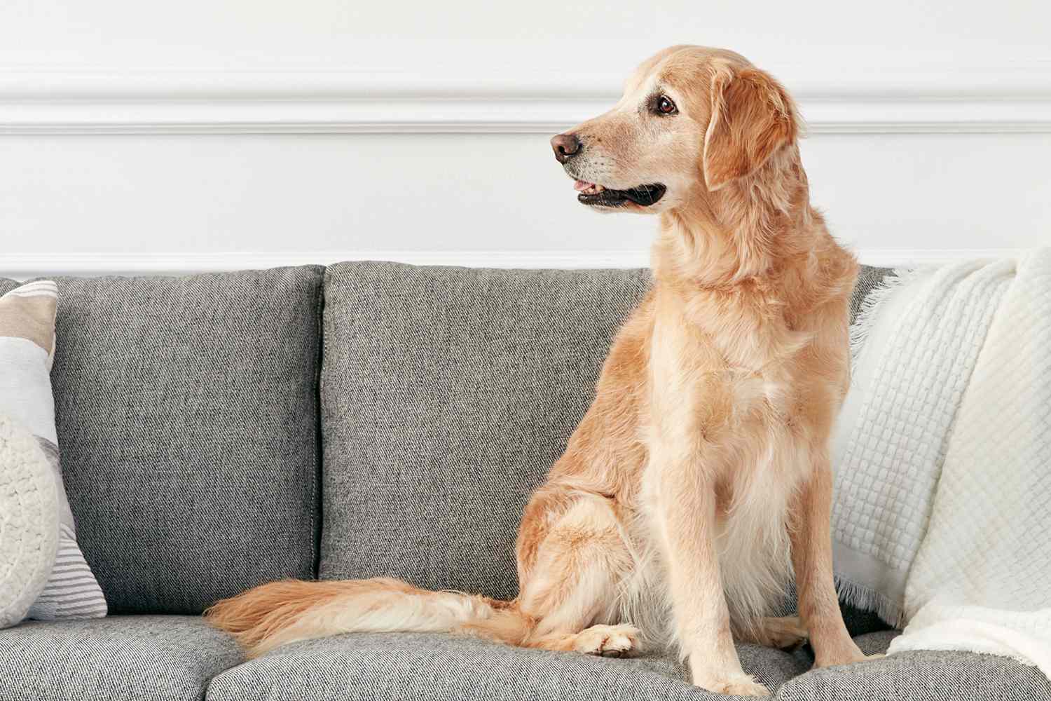 沙发上的金毛猎犬