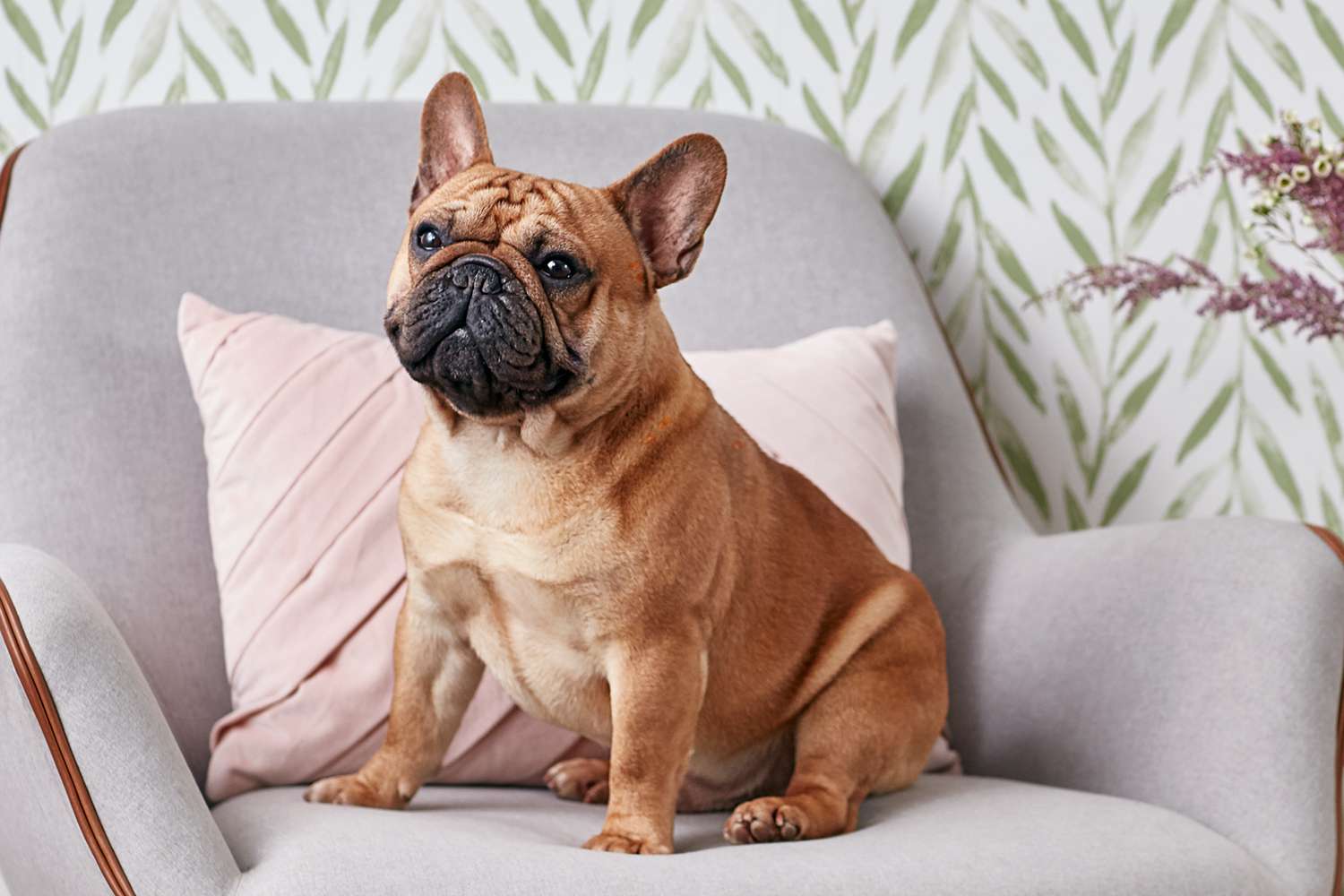 椅子上的法国斗牛犬