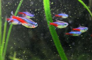 氖利乐(Paracheirodon innesi)