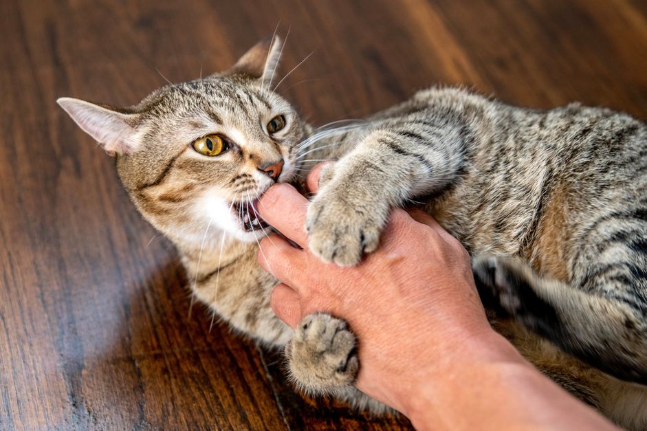 Brown and white cat biting owner's hand