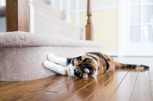 猫在地毯地板上抓挠指甲楼梯楼梯里面的室内房子，破坏它的家