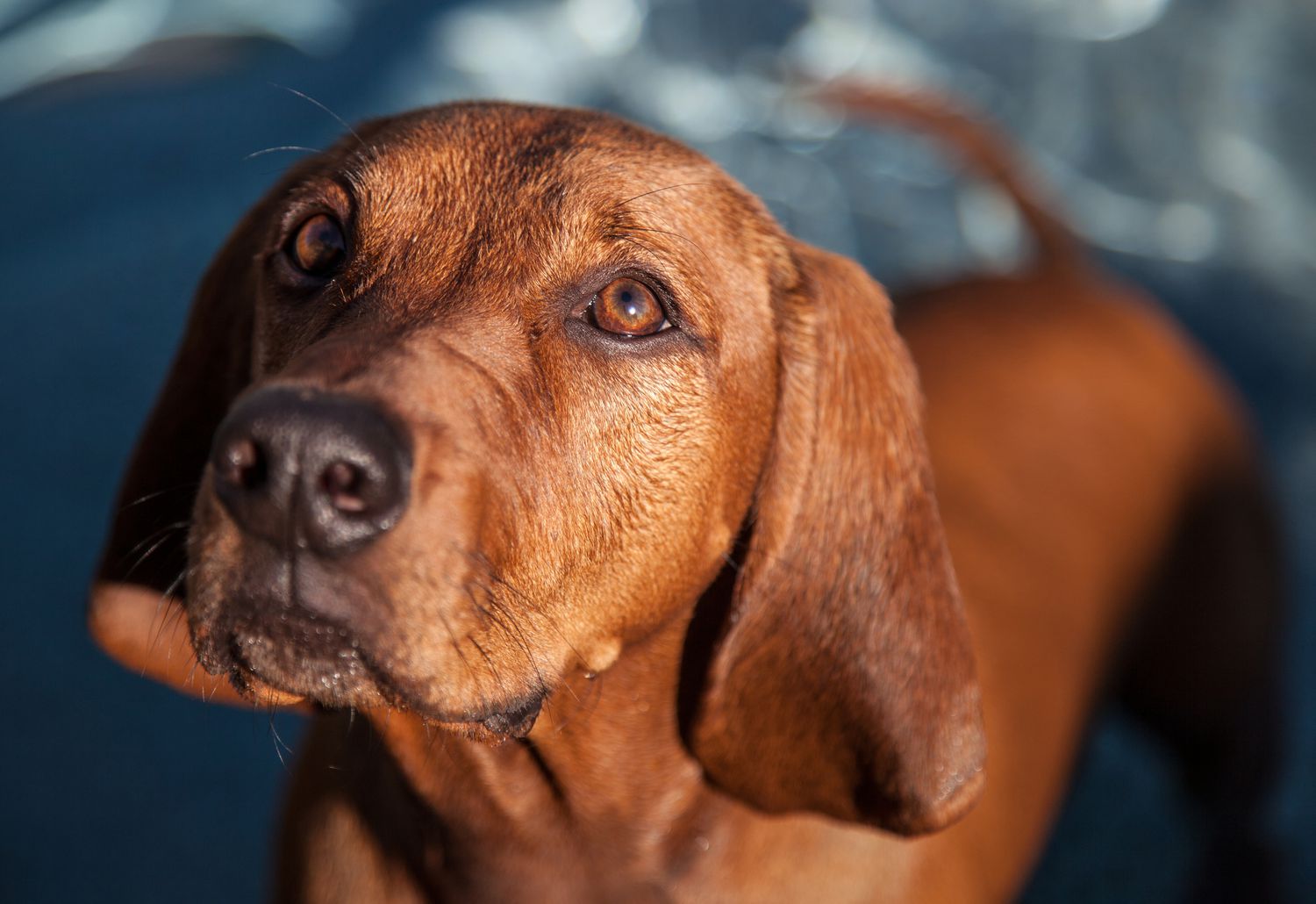 Redbone Coonhound portrait