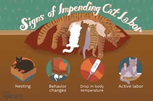 Signs of Impending Cat Labor