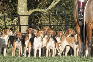 一群美国猎狐犬和马在野外