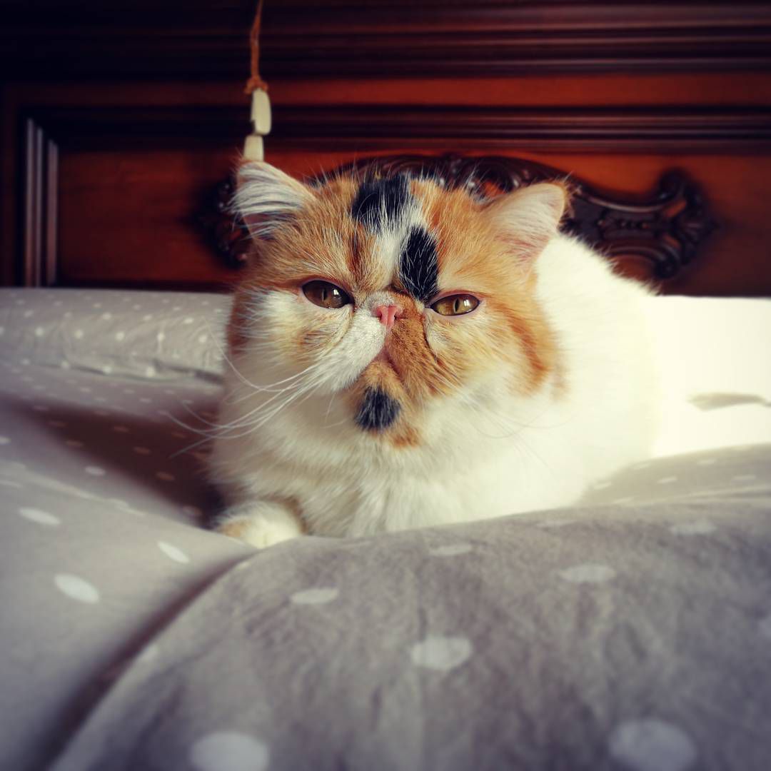 杂色猫