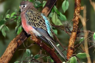 布瑞克的parakeet sitting on a tree branch.