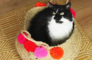 猫坐在篮子里