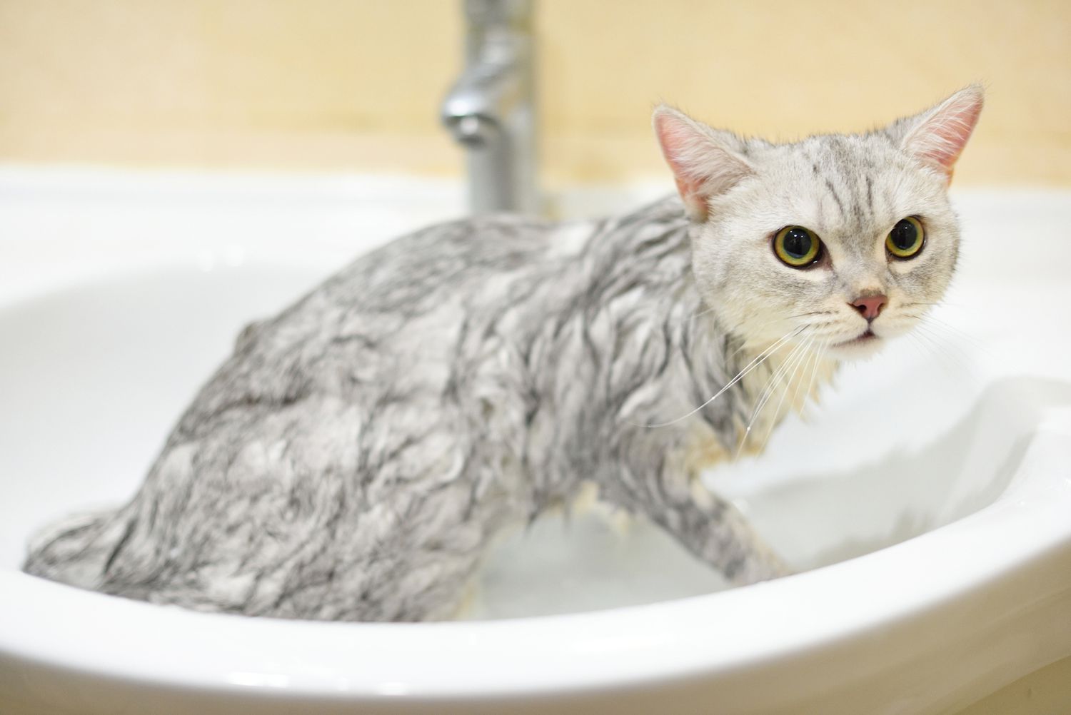 Cat in the sink