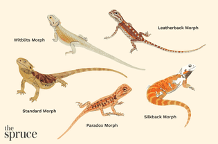 Bearded Dragon Morphs