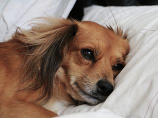 病恹恹的狗狗把头靠在枕头上。