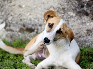 抓狗特写镜头