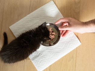 黑猫在小金属碗里吃东西，用纸巾包着猫粮