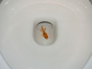 金鱼在厕所