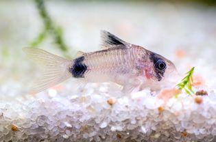 科瑞鲶鱼在水族箱游泳与白色鹅卵石