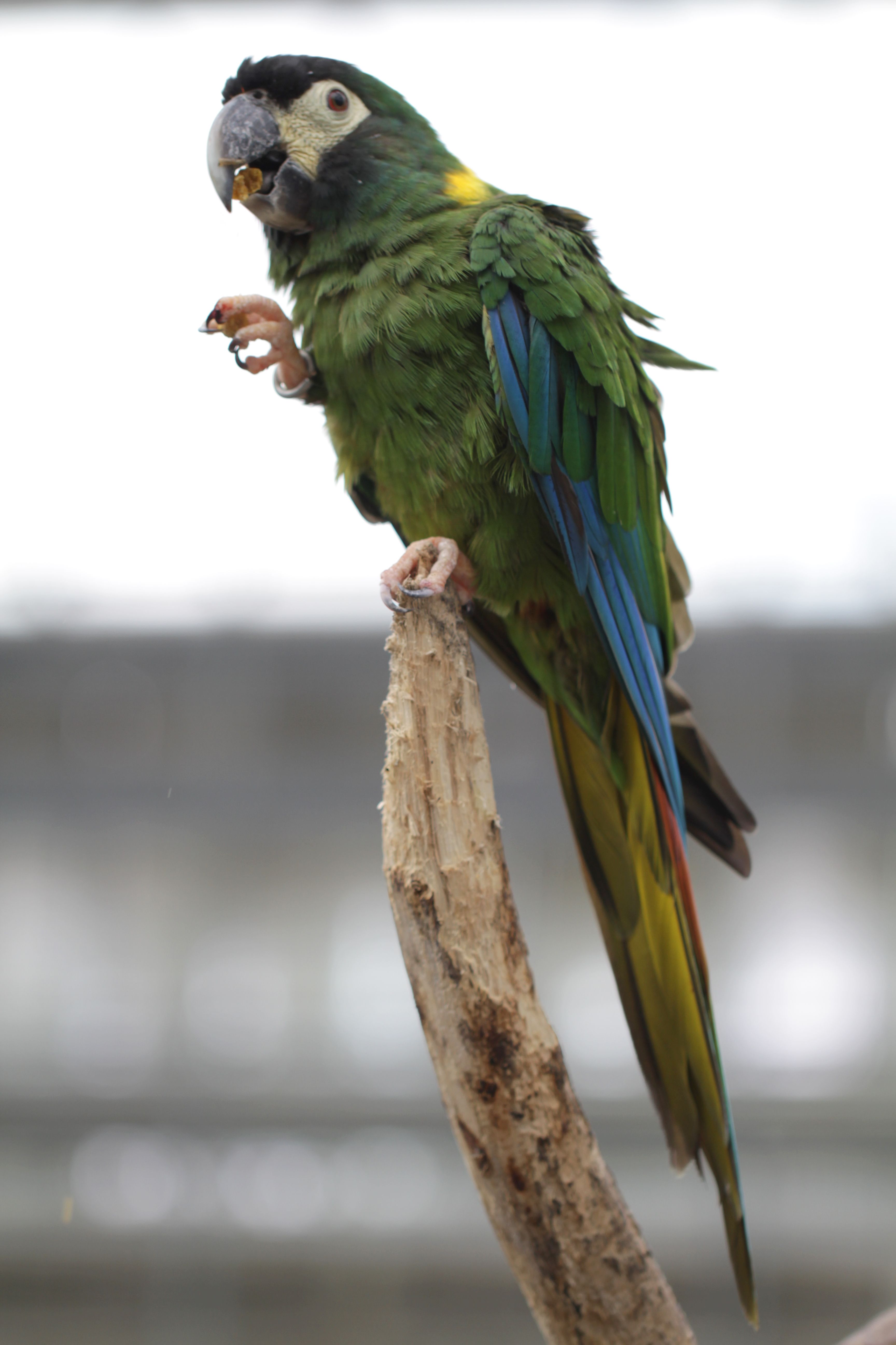 A yellow-collared macaw perched atop a branch.