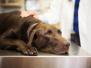 兽医和拉布拉多猎犬