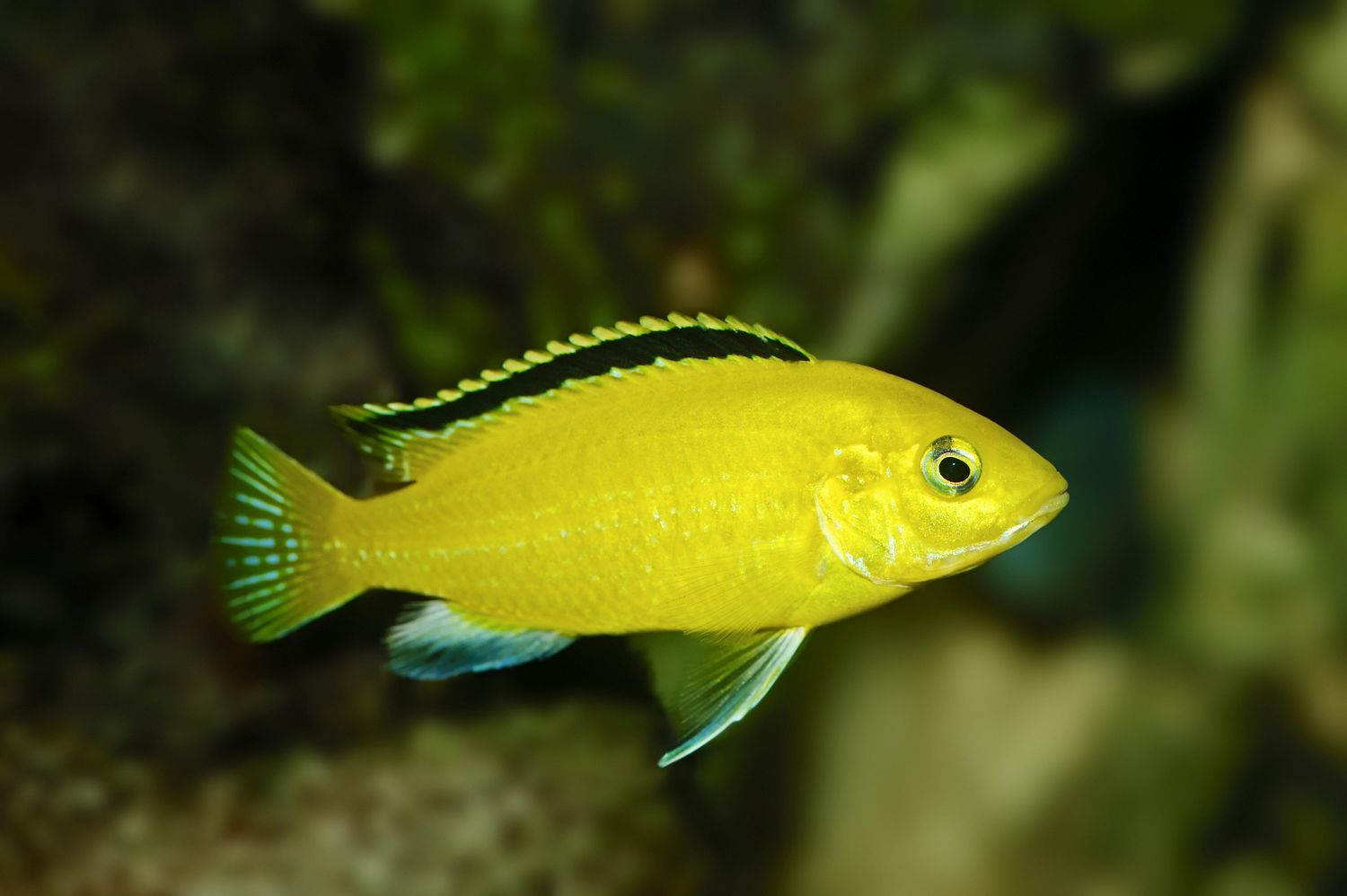 Labidochromis yellow fish