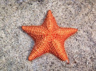 沙子里的海星