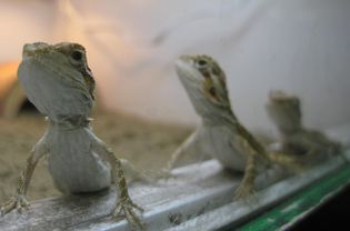 infant bearded dragons