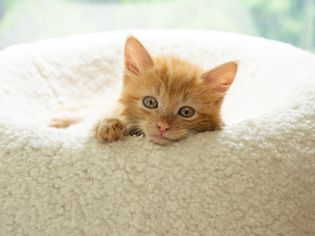 棕褐色的小猫躺在白色的圆床上