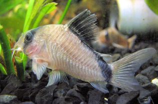 Corydoras metae