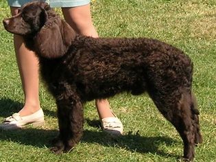 站在草地上的美国水猎犬
