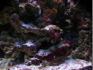 鱼缸活石上的红色黏液