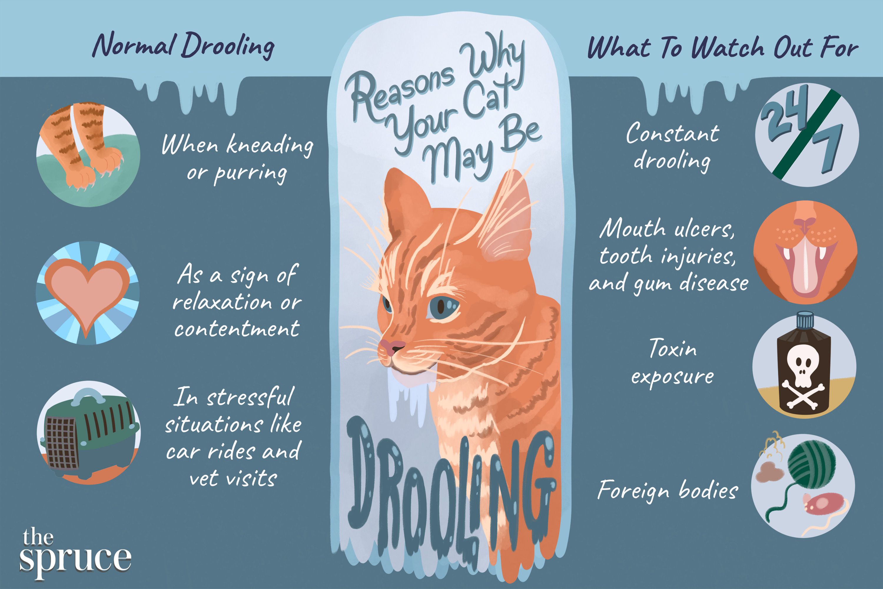 Reasons Why Your Cat May Be Drooling