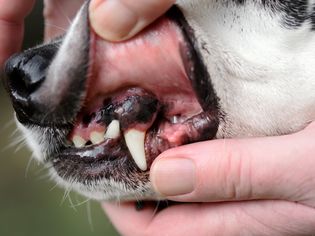 Dog's lips lifted revealing black and pink gums closeup