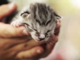 小灰斑猫在手中