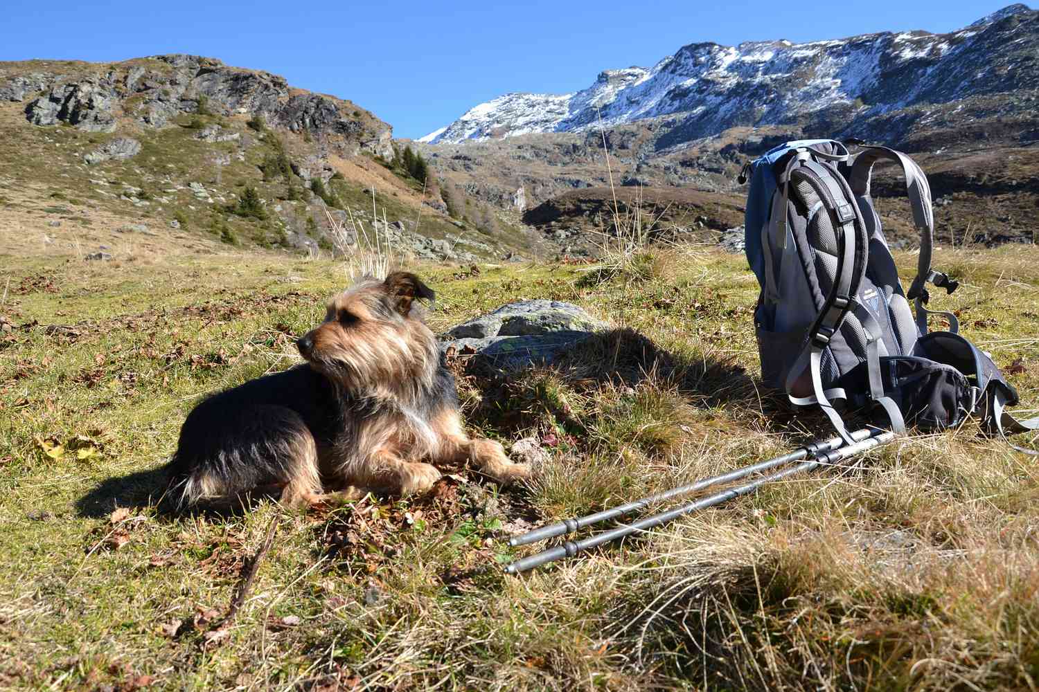 Dog resting outside in the mountains