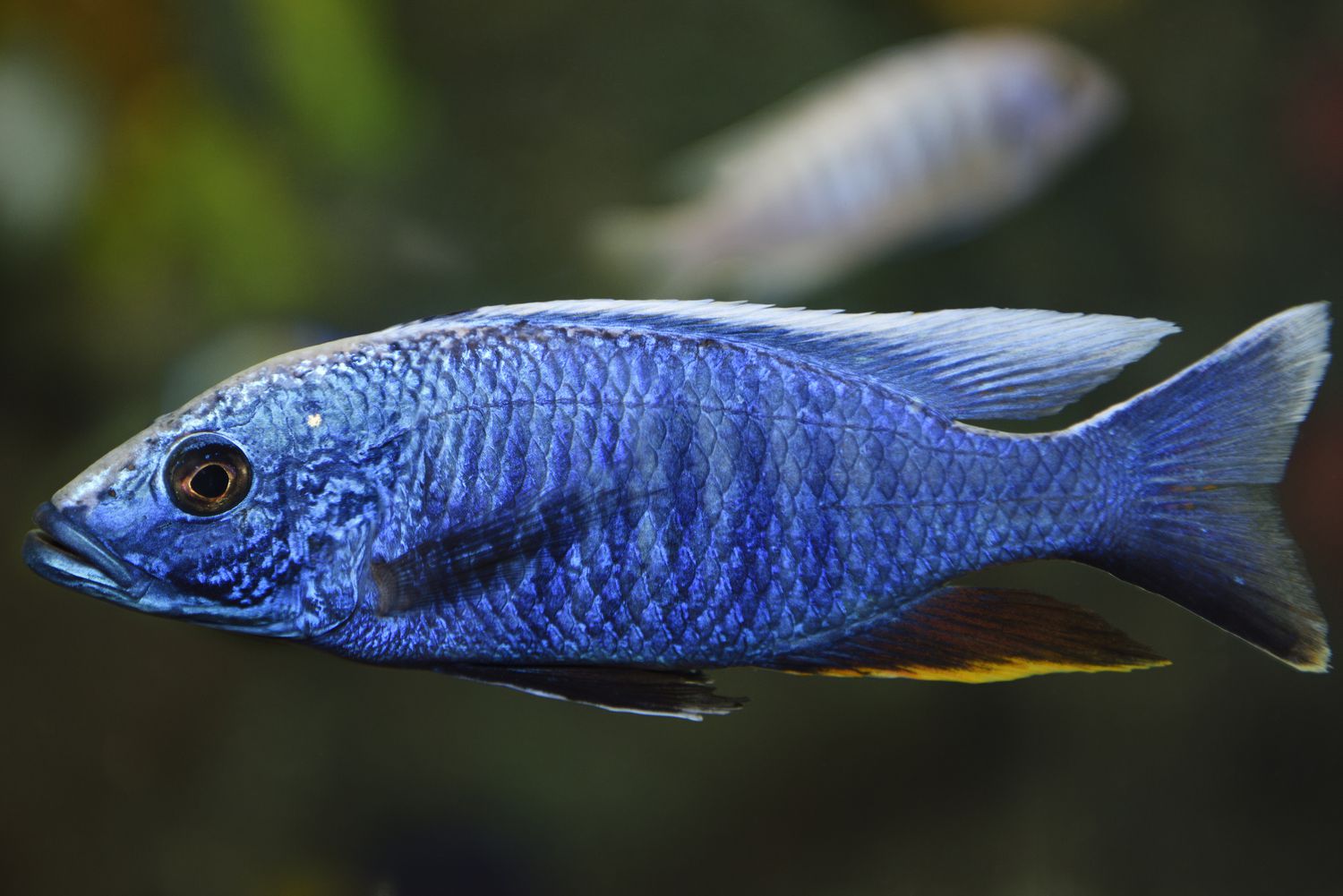 Electric Blue Hap