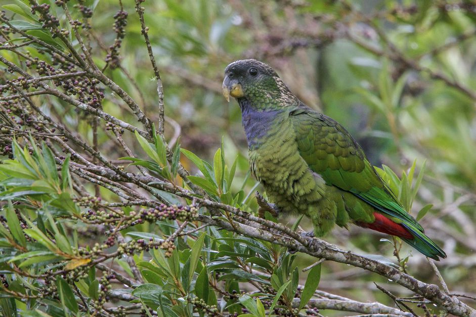 Pionus maximiliani