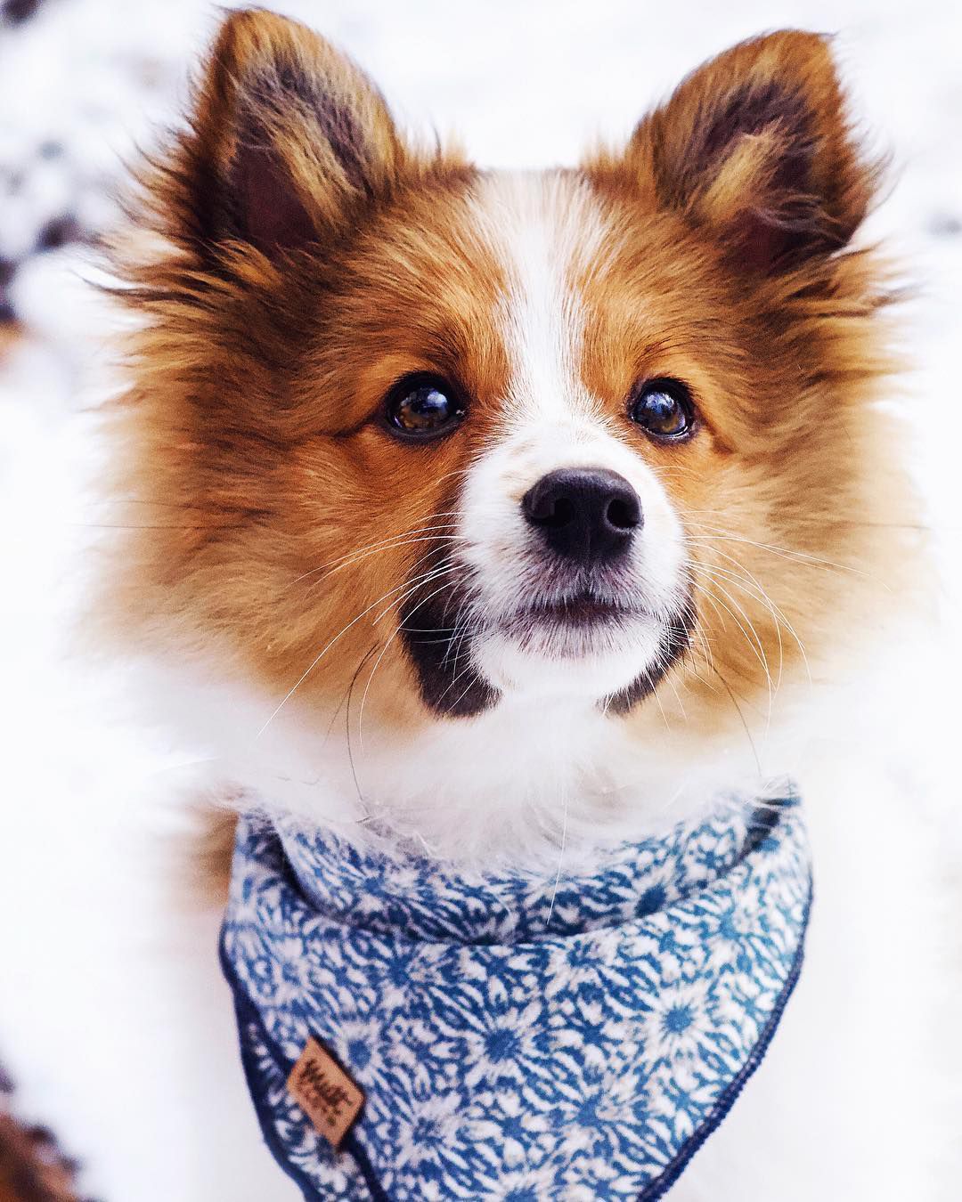 A puppy looking off into the distance.