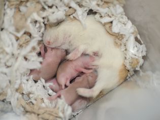 带着孩子的仓鼠妈妈