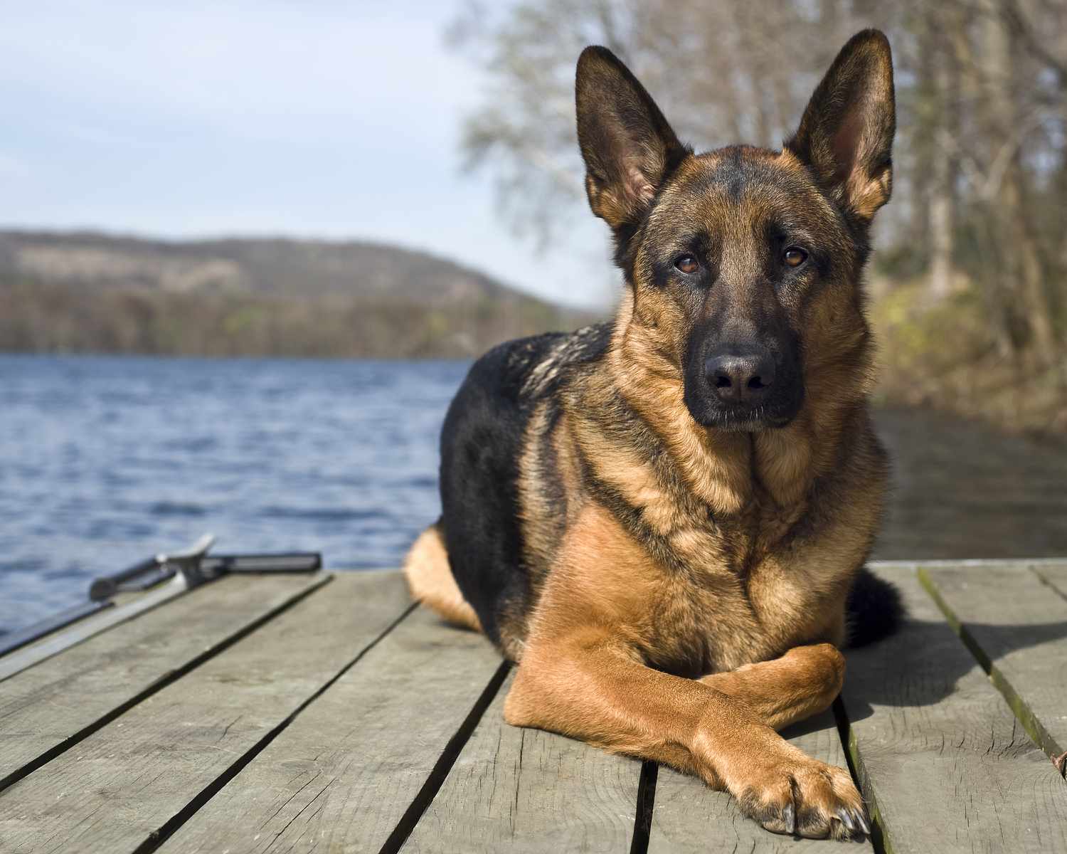 躺在码头上的德国牧羊犬