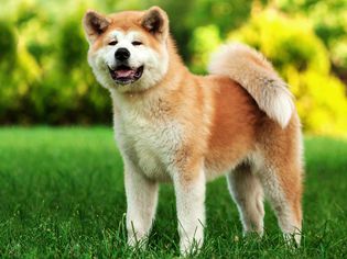 一只秋田犬站在草地上的侧影