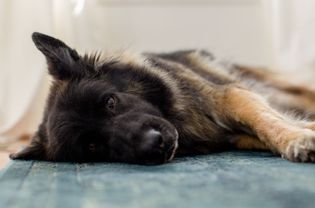 德国牧羊犬不舒服
