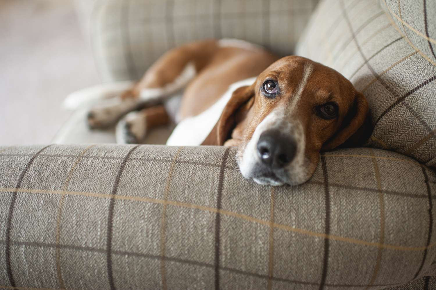 巴吉特猎犬在家里的大格子椅上休息