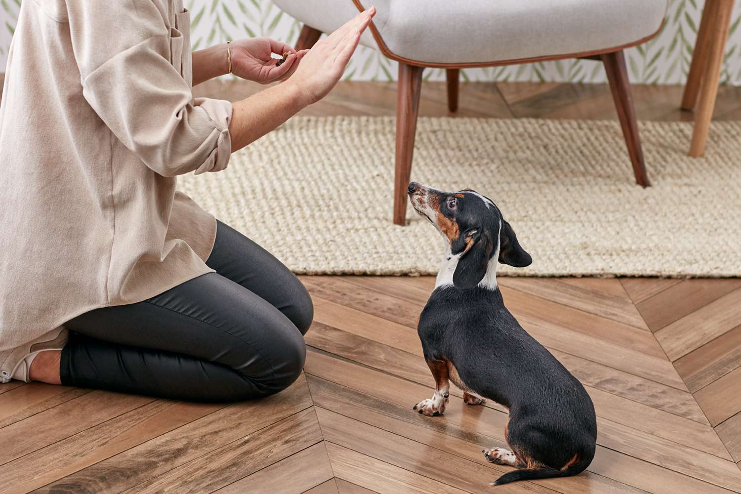 训练腊肠犬留下