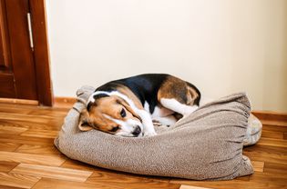 Beagle lying on his side in dog bed