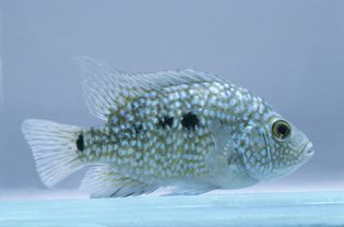 水下的德州慈鱼(Herichthys carpintus)，侧视图