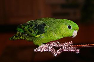 Lineolated Parakeet