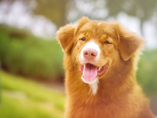 新斯科舍鸭鸣猎犬在外面微笑