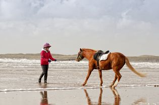 马被驯兽师牵到海水中